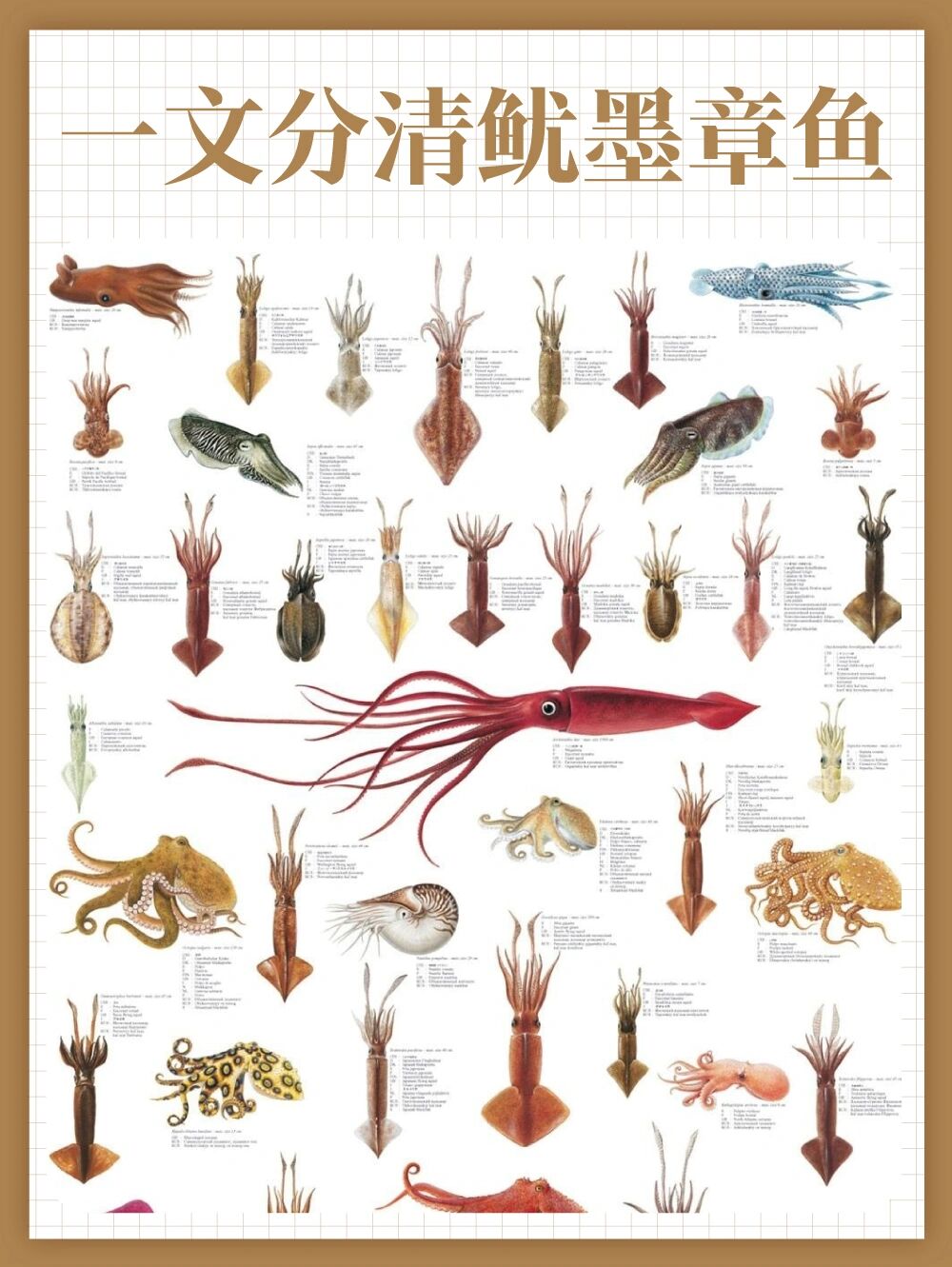 鱿鱼和墨鱼的区别 那个好吃